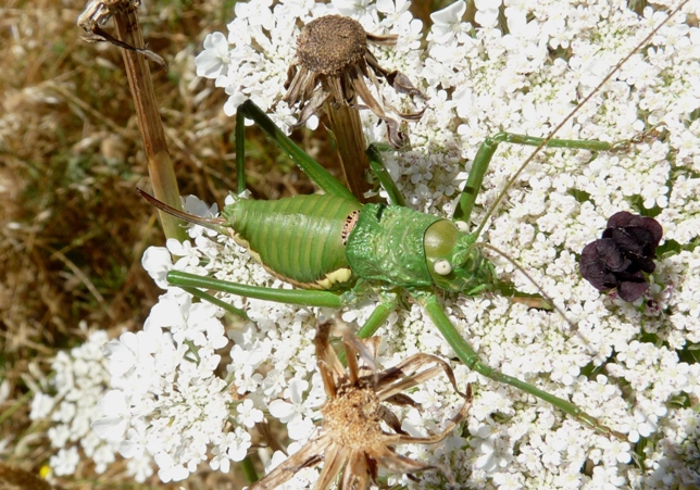 Bradiporidae: Uromenus (Bolivarius ) brevicollis insularis